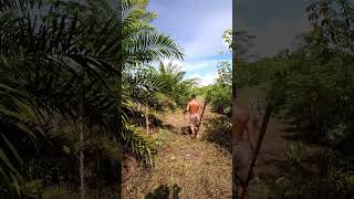 Palm Oil HARVESTING Secrets You Wont Believe part 22 palmoil palmoilplantation palmoilfarming [upl. by Abehshtab]