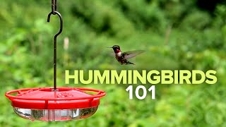 Hummingbirds 101 [upl. by Maurine]