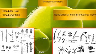 pharmacognosy Plant tissues 2 عقاقير اولى صيدله [upl. by Niltyak]