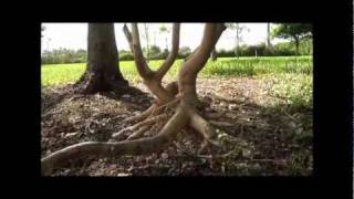 Removing girdling roots for tree health and longevity [upl. by Hose]