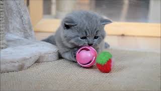 British Shorthair 4 weeks old playing [upl. by Aztinay392]