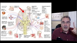 Surgical Technology Preview  Neurosurgery [upl. by Whitehouse]