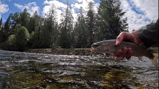 Tight Line Nymphing for Trout in Washington [upl. by Veriee]