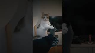 Funny Animal Videos 🤣🔥 Best Compilation 2024 funnycats [upl. by Legim]