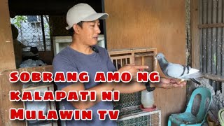 SOBRANG AMO NG KALAPATI NI MULAWIN TV Reggie Cruz Loft amp Aviary reggiecruzloftandaviary [upl. by Eeldivad887]