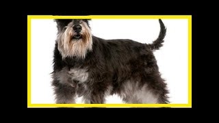 Standard schnauzer [upl. by Aniuqaoj]