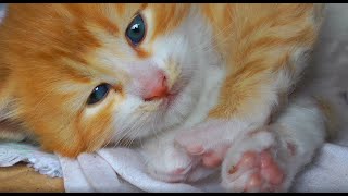 cute cat wallpaper  moving cat wallpaper [upl. by Cobbie]