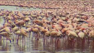 Lake Bogoria National Reserve KENYA [upl. by Aicetel]