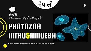 protozoa  phylum protozoa characters and classification explained in nepali [upl. by Druce48]