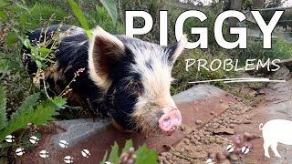 The Plan To Solve The Pig Problem  New Fences [upl. by Noraha279]