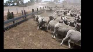 Australian Kelpie Herding Sheep wwwburradooranchcom [upl. by Bradly674]