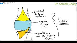 Lower limb  popliteal fossa [upl. by Maura]