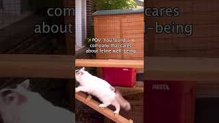 Want to learn more about catios catio cat cats 😸 [upl. by Rovner645]