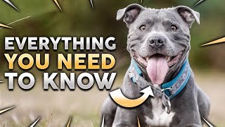 STAFFORDSHIRE BULL TERRIER 101 Everything You Need To Know About Owning a STAFFY Puppy [upl. by Ciredec843]