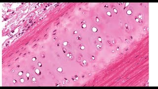 Histology of cartilages  light microscopic features and location [upl. by Nierman]