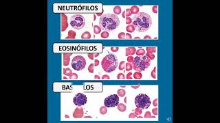 GLÓBULOS BLANCOS O LEUCOCITOS [upl. by Adle]