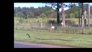 Morganza Spillway Monster Beast Serpent  May 16 2011 [upl. by Walter608]