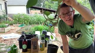 Pothos propagation with worm castings and worm casting tea experiment update [upl. by Anin385]