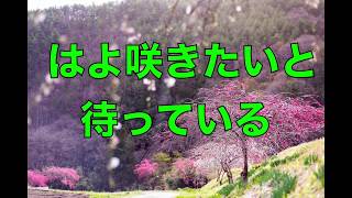 【音楽レク歌詞あり】童謡：春よ来い【高齢者施設向け】 [upl. by Peirce]