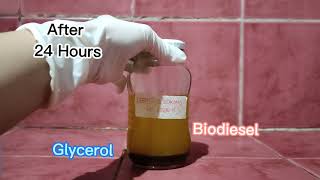 Making Biodiesel from used cooking oil  A transesterification process [upl. by Kancler]