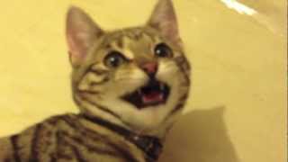 Laughing cat  Funny cat [upl. by Etteyafal774]