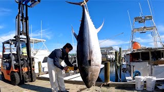 I MISSED Harpoon Shot On A GIANT Bluefin Tuna Commercial Fishing [upl. by Alahsal]