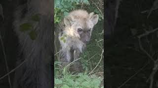 🐾Es polígama🦴animales animals faunasalvaje hienas faunasalvaje curiosidades [upl. by Aneleh]