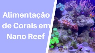 Alimentar ou não Corais em Nano Reef [upl. by Helbona]