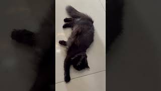 Yonie wanted to play with memeng cat catlover cute funny shortsvideo [upl. by Sikes598]