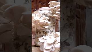 How to Grow Mushrooms at Home plants shorts farming [upl. by Anilrats]