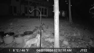 Red fox eating bird seed suet [upl. by Engracia]