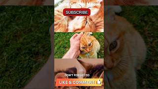 Cat Being Scratched  Domestic Cat Being Love Red Cat Sitting On Green Outdoor The Cat Enjoy Cat Ear [upl. by Abramo]