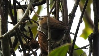 Mountain wren along the inca trail [upl. by Stolzer]