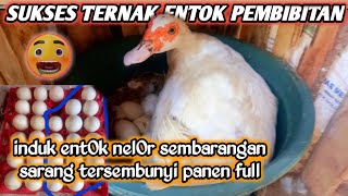 INDUK ENTOK BUAT SAR4NG TERSEMBUNYIBANYAK TELUR BARU DAN RET4K MENETASfypシ゚viral [upl. by Ecirum]