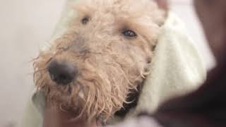 Grooming an Airedale Terrier  Mobile Pet Grooming [upl. by Nivrag296]