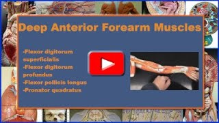 Deep Anterior Forearm Muscles Origin Insertion Action Innervation and Blood Supply [upl. by Laureen919]