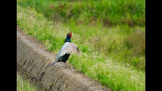 キジ（Phasianus versicolor）母衣打ち、鳴き声あり [upl. by Minsk568]