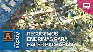 Recogemos endrinas para hacer pacharán [upl. by Eilyak]