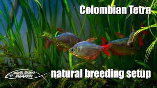 Colombian Tetra  natural breeding setup [upl. by Salot986]