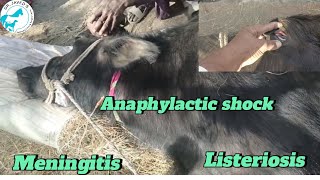 Anaphylactic shockmeningitisTrypanosomiasis treatment in buffalo [upl. by Grover55]