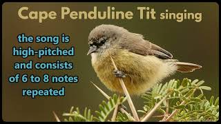 CAPE PENDULINE TIT singing [upl. by Aihsela]