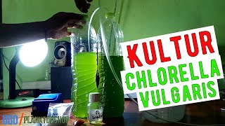 Kultur Murni Chlorella Vulgaris [upl. by Friend]