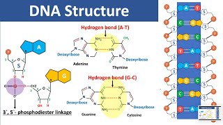 DNA Structure  Biochemistry [upl. by Groveman241]