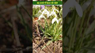 Aeroponics Farming तकनीक से केसर की खेती क्या फ़ायदेमंद है Saffron Cultivation  shorts [upl. by Blodget]