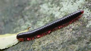 Common redleg millipede Orthoporoides  Oribi Gorge South Africa 10112022 [upl. by Ilyak]