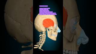 Temporalis Musclee humananatomy mbbs anatomy humanbody [upl. by Ardnasil]