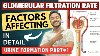 glomerular filtration rate physiology  urine formation factors affecting glomerular filtration rate [upl. by Ahseral]