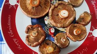 🍄 Lactarius deliciosus Sanchas Raivacas na frigideira [upl. by Retsam]