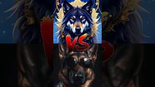 Wolf Dog vs German Shepherd vs Alabai [upl. by Restivo]