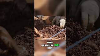 Groenlandia Quente Fósseis Revelam Flora Surpreendente curiosidades [upl. by Capps]